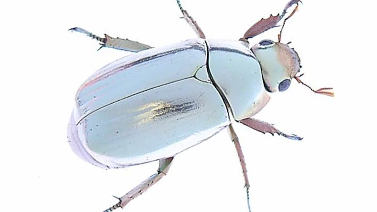 世界一美しい昆虫プラチナコガネの生きた姿【コスタリカ】 Chrysina