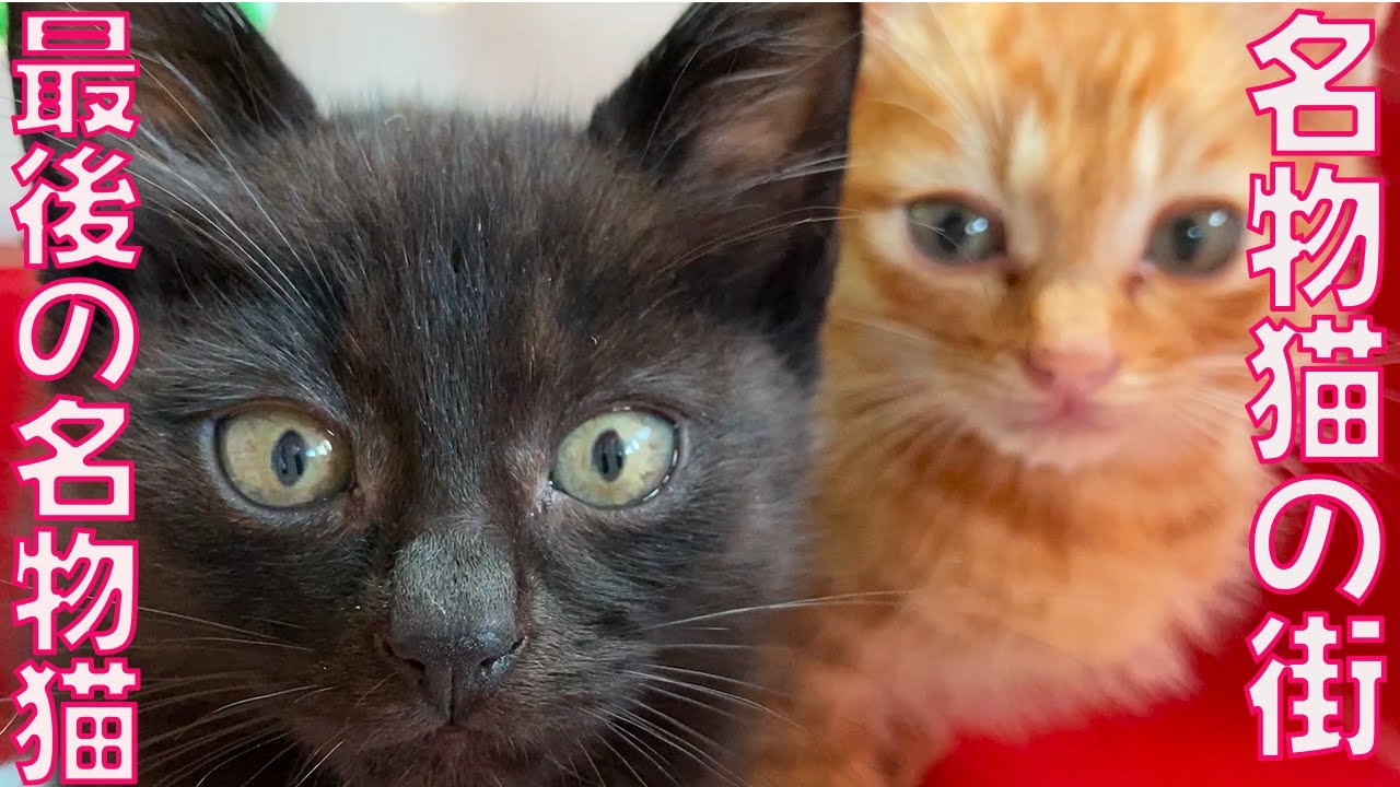 街一番のアホ猫、街の最後の名物猫になる The town's last famous cat