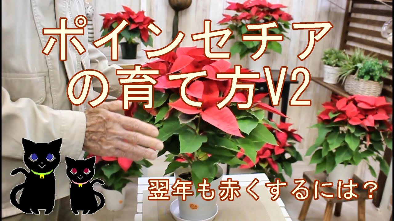 How to Grow Poinsettias V2 - YouTube
