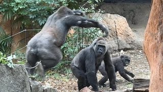 gorilla ママとスモモにボディーアタック【2025年‎12月27日】【上野