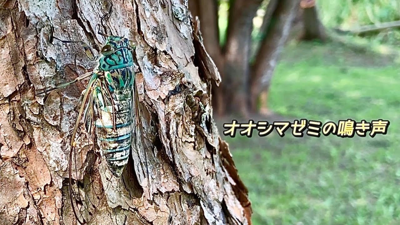 オオシマゼミ - YouTube