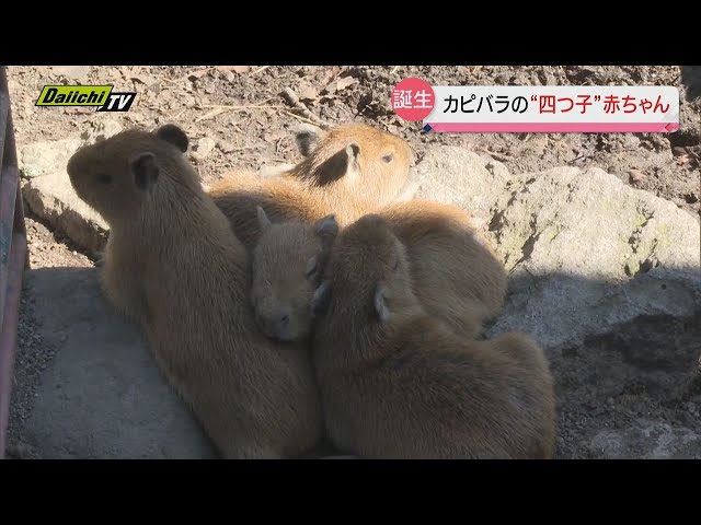 カピバラの“四つ子”赤ちゃんが誕生し人気に（静岡・東伊豆町） - YouTube