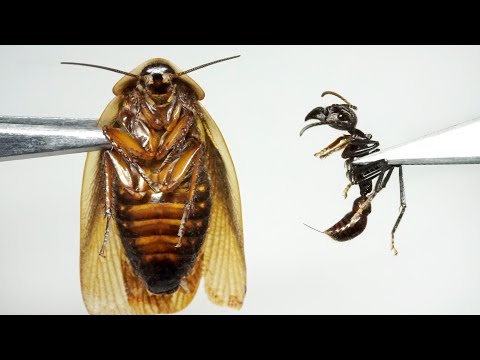 ゴキブリに巨大アリ(パラポネラ)の毒針が刺さると… - YouTube