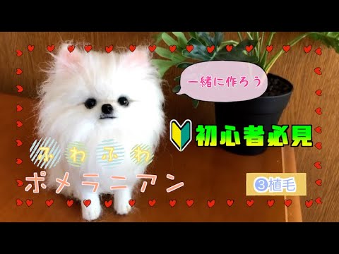 No.3』 Wool felt [Fluffy and realistic cute Pomeranian] Easy to