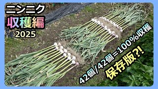 Rjgdにんにく栽培終了 ニンニク栽培ガイド 品種選び・植え付け