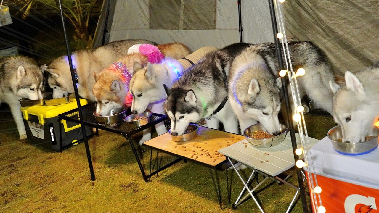 Very impressive] Camping with the largest number of huskies ever