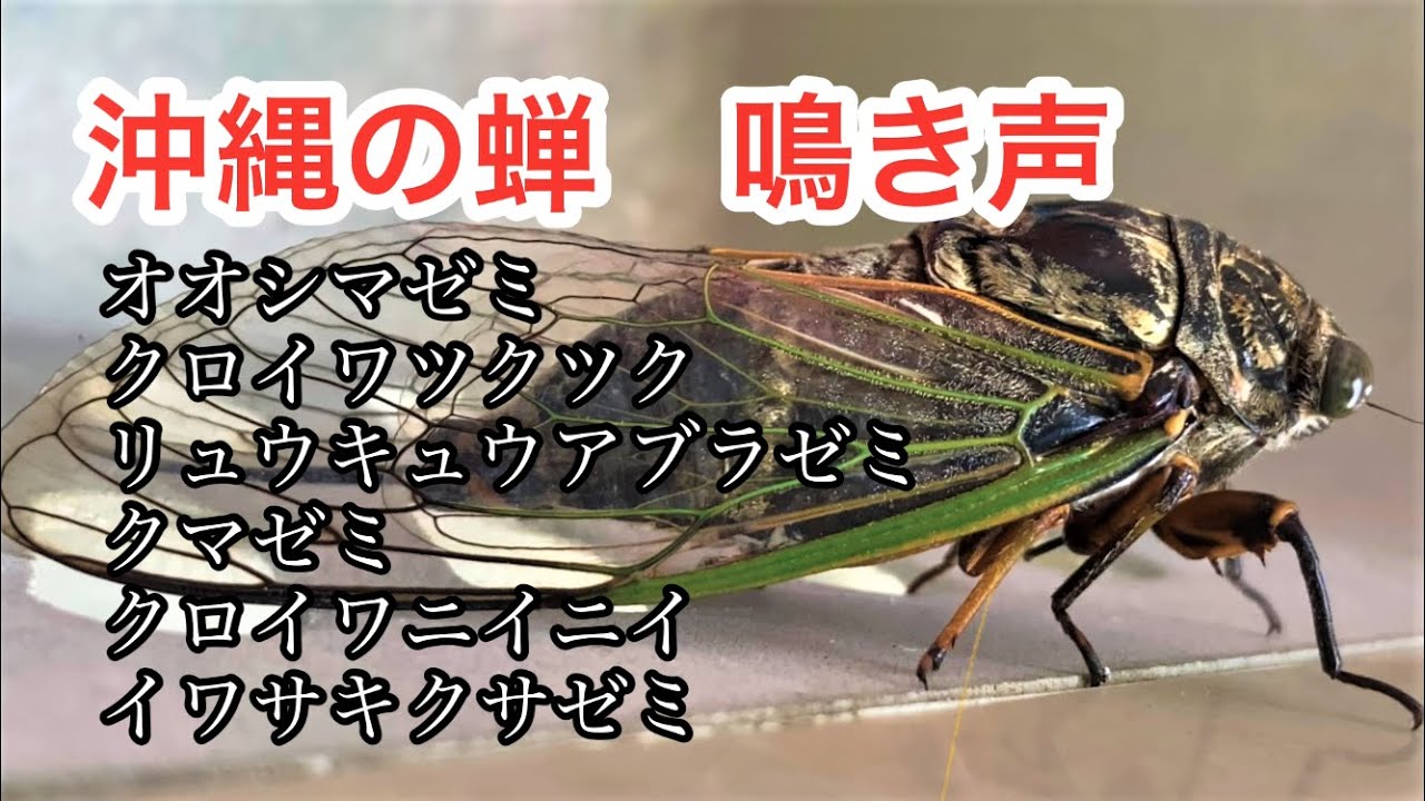 オオシマゼミ - YouTube
