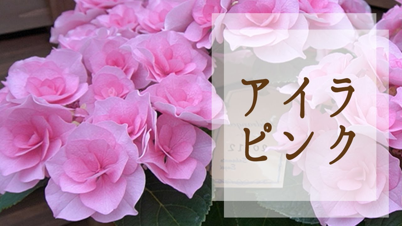みかりん 薔薇雑貨 素敵な箱 ♡ピンク みかりん 薔薇雑貨 素敵な箱