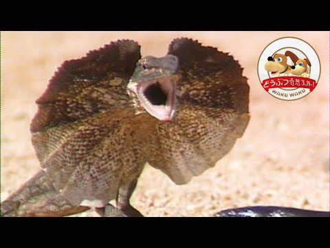 エリマキトカゲの子供たちをニシキヘビが襲う！決死の威嚇で立ち向かう