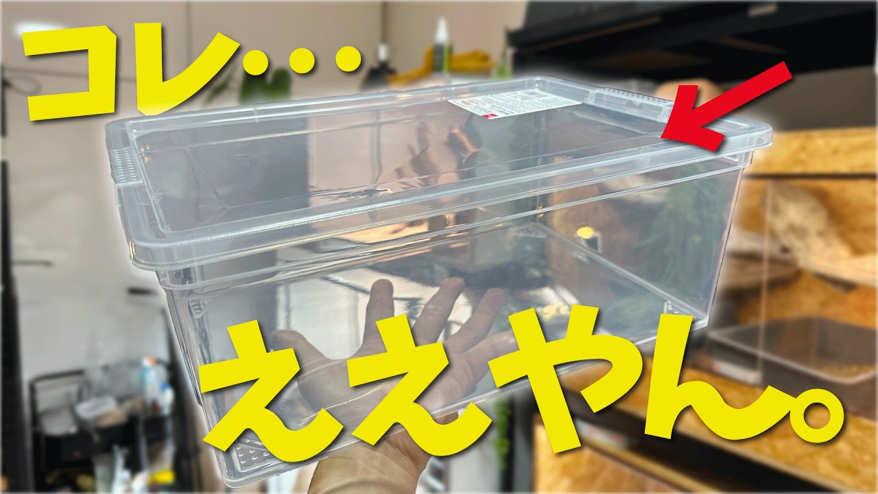 A 300 yen miracle! I'm reviewing Daiso's new shoe case, which