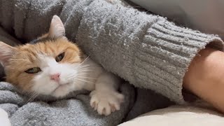 三毛猫】（祝・猫の日）私に挟まれて寝たいミケ（2026年2月22日