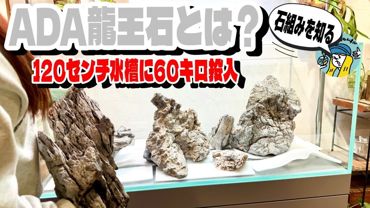 Aquarium] Adding 60 kg of ADA Ryuoh Stones to a 120 cm aquarium