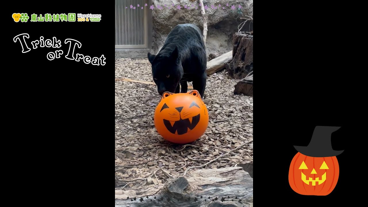 東山動植物園公式】2024ハロウィン：ハロウィンプレゼント ～マヤ編