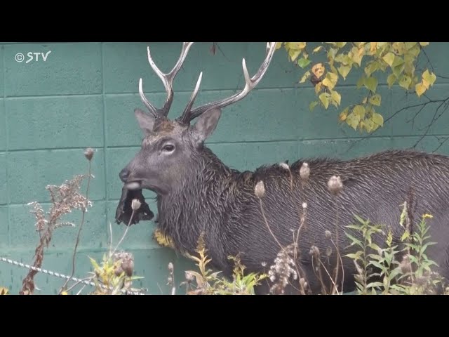 Two antlered deer are found in the green space under the overpass