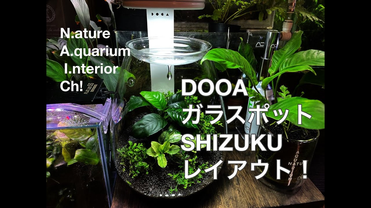 DOOAガラスポットSHIZUKUレイアウト！ - YouTube