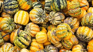 ロッシーニ:弦楽のためのソナタ』Six string sonatas by Italian