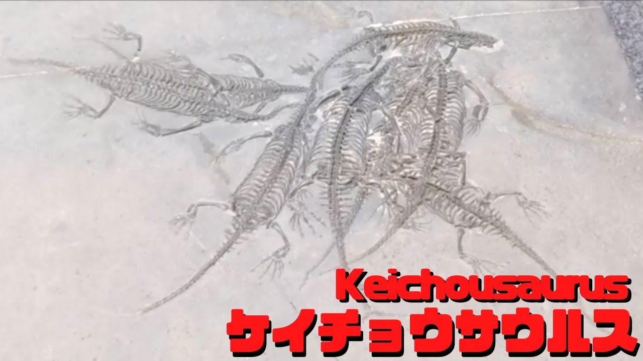 古生物紹介】ケイチョウサウルス(Keichousaurus) - YouTube