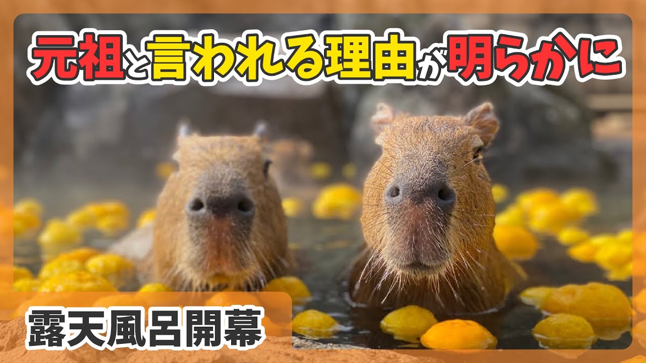 Fastest Latest] Outdoor bath of the capybara, a relaxing outdoor