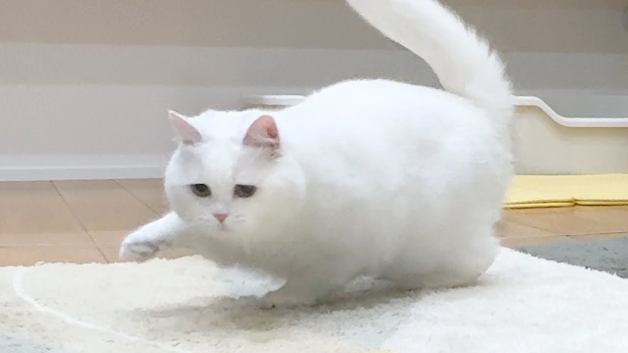 ENG) When My Short-Legged Cat Went All Out… lol - YouTube