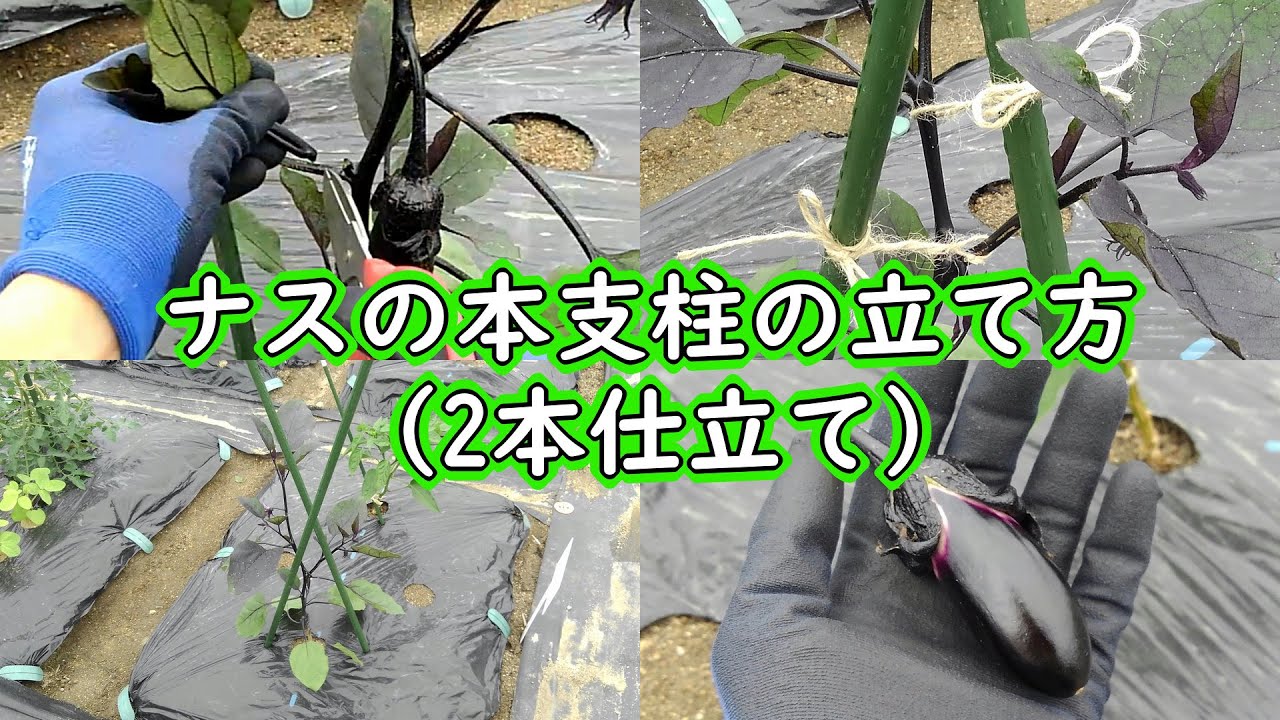 ナスの本支柱の立て方(2本仕立て) | 有機栽培でおいしい野菜作り