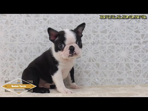 ☆ボストンテリア☆子犬☆ーブサカワ専門犬舎ーBULLDON'S - YouTube