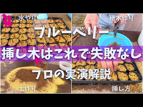 Saved Edition] A professional farmer demonstrates and explains how