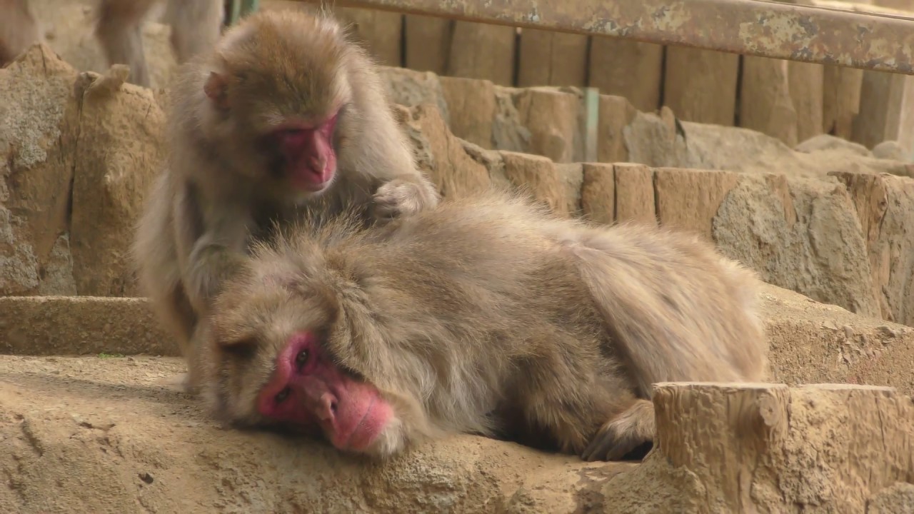 Japanese macaque (Mt.Takao Monkey Park and The Wild Plant Garden