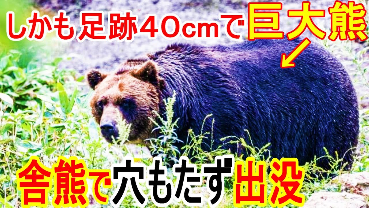 Warning] A dangerous and huge 