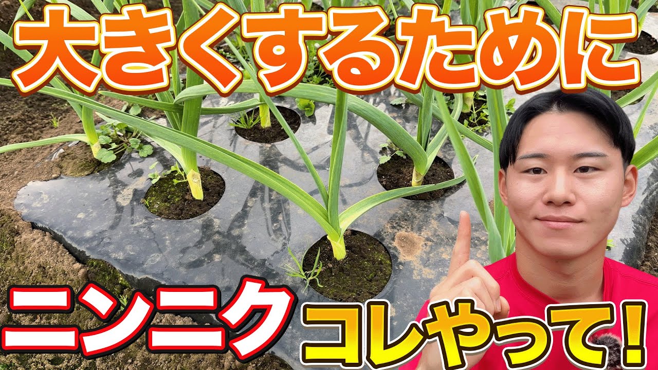 失敗しないために】2025年版！これからのニンニク栽培で意識する事