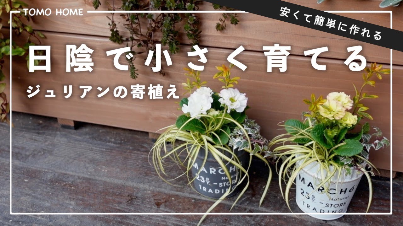 日陰OK】プリムラジュリアンの小さな寄植え【簡単にできる！】 - YouTube