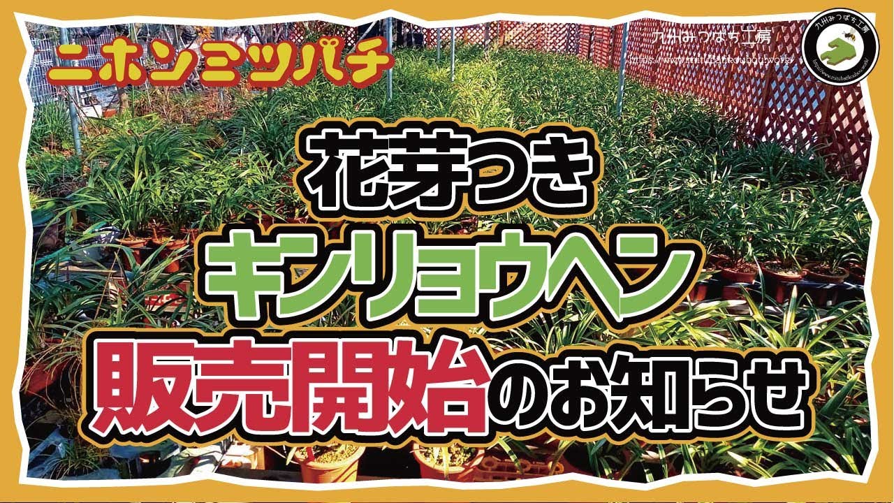 2月から【キンリョウヘン販売開始】日本みつばちの養蜂 How to