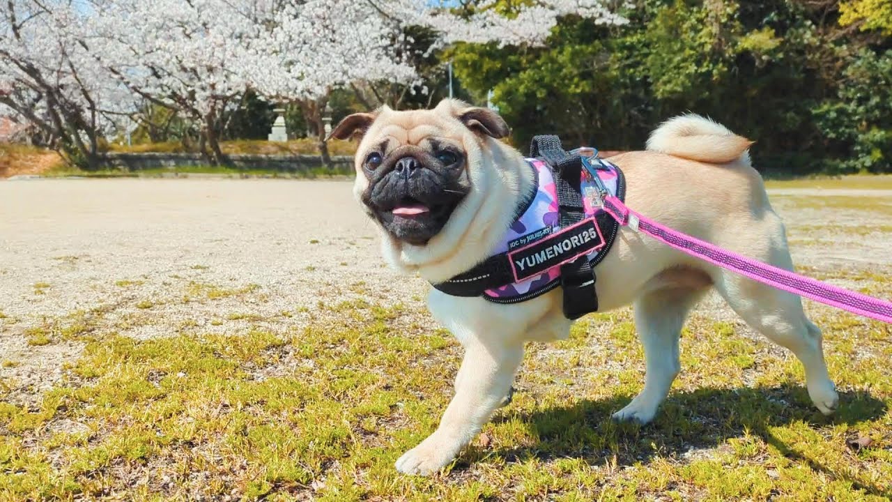 パグ走りおパグさん:フォーンver.(RUN PUG RUN) パグ走りおパグさん