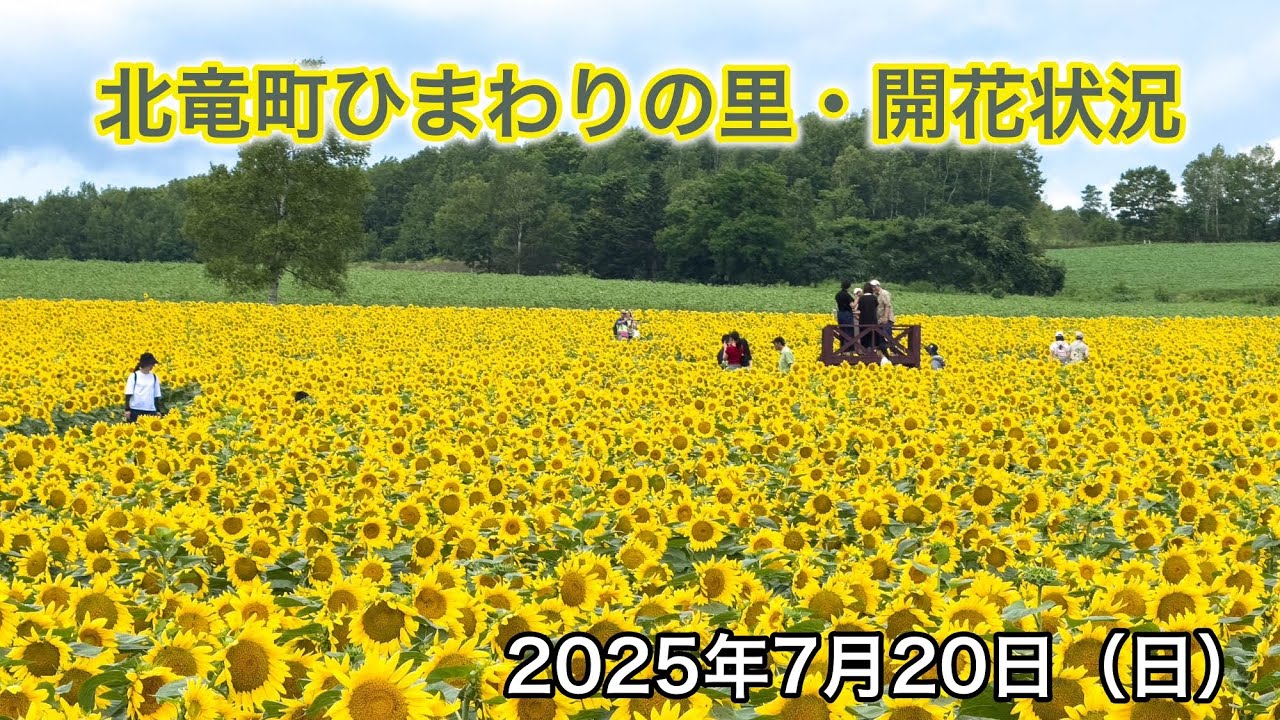 7月20日（日）ひまわりの里開花状況：ダイワのひまわり迷路は満開、謎