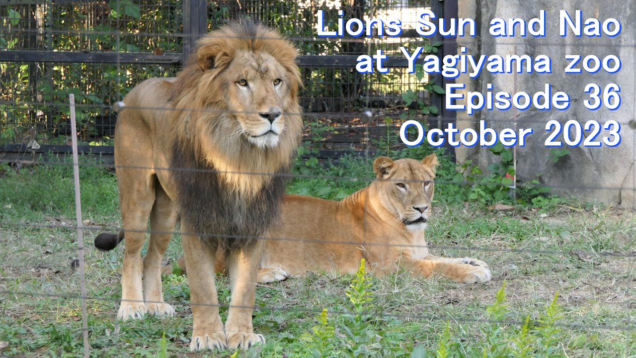 八木山zoo ライオン サン と なお 36 Lion Sun and Nao Episode36