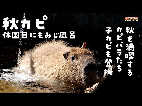 カピバラ】秋カピ 休国日にもみじ風呂 - YouTube