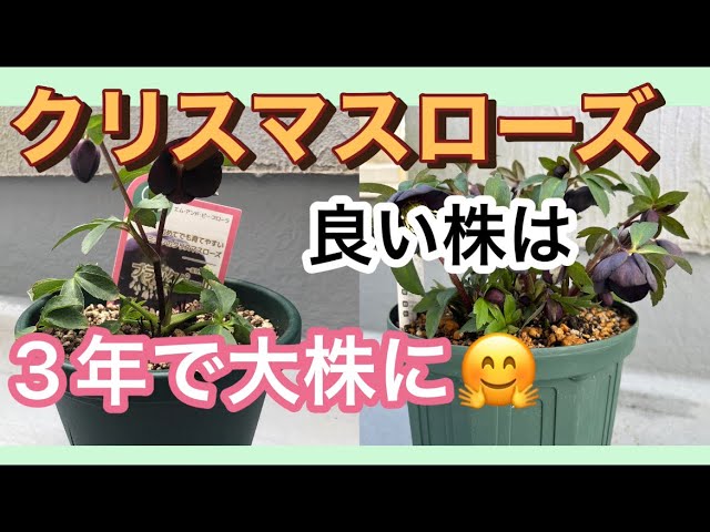 クリスマスローズ 3年で大株に #ブラックパール#開花まで - YouTube