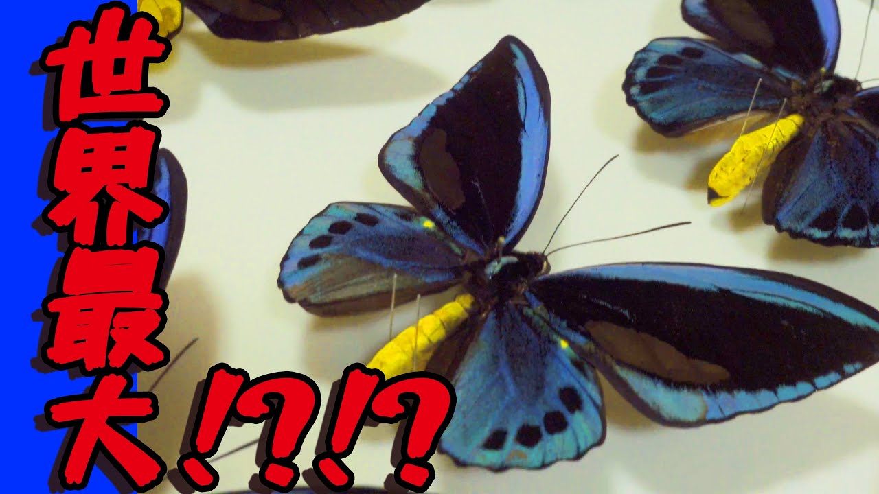 世界最大のチョウチョ！？！？【トリバネアゲハ】 - YouTube