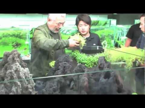 雲山石と佗び草のレイアウト 【後編】 An aquascape with Unzan stone