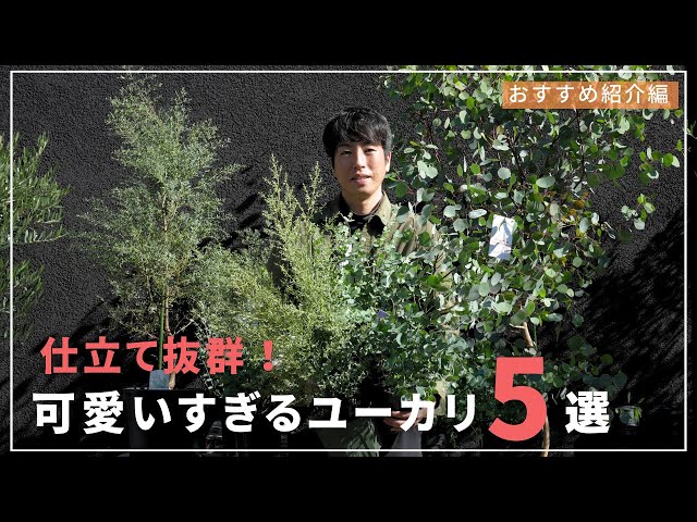 So cute!] Introducing 5 adorable eucalyptus plants you'll want to