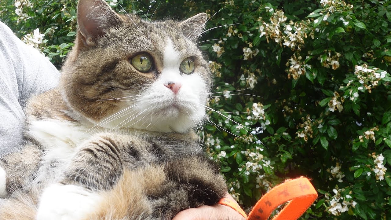 まるです18。-I am Maru 18.- - YouTube