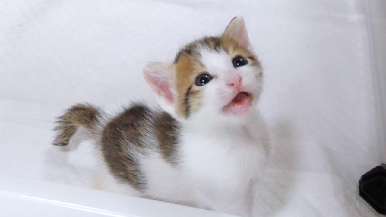 Kitten声に出して読みたい日本語&FirstLittleReaders I adopted a