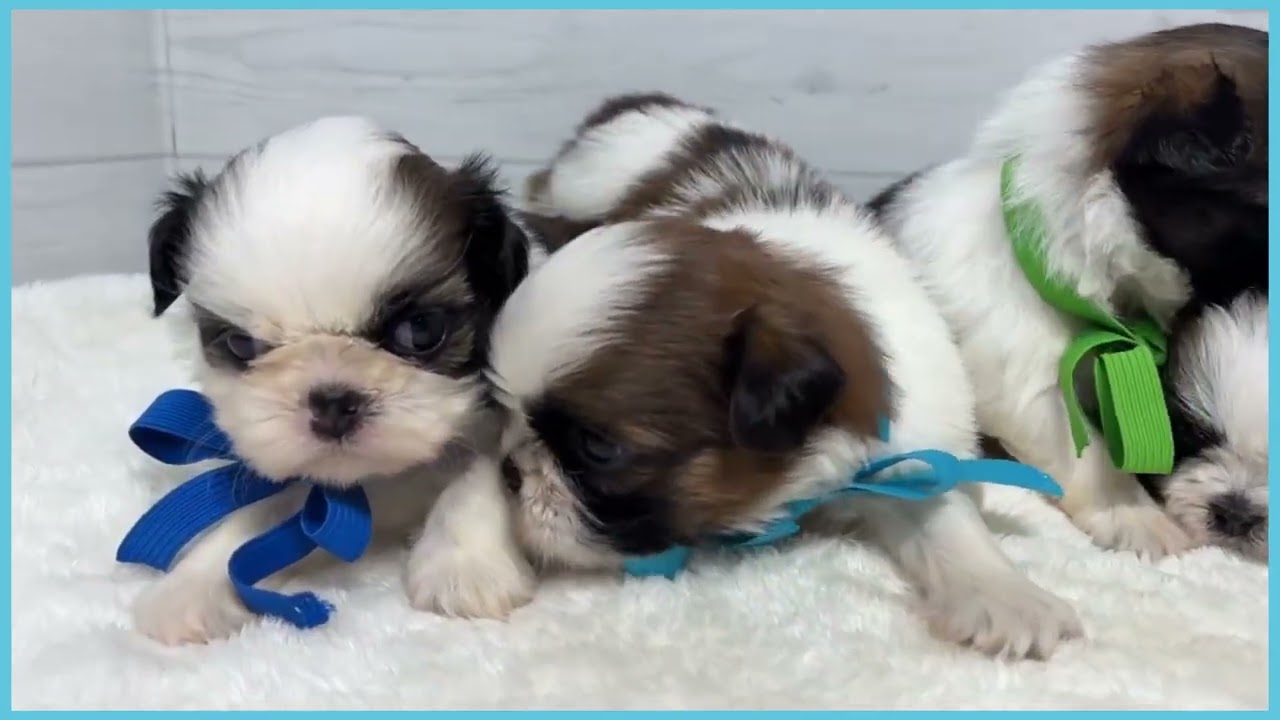 748942 シーズー - YouTube