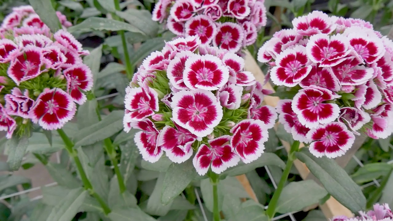 sel® キウィポルカマルーン DCC 2017-7844 | カーネーション Cuttings