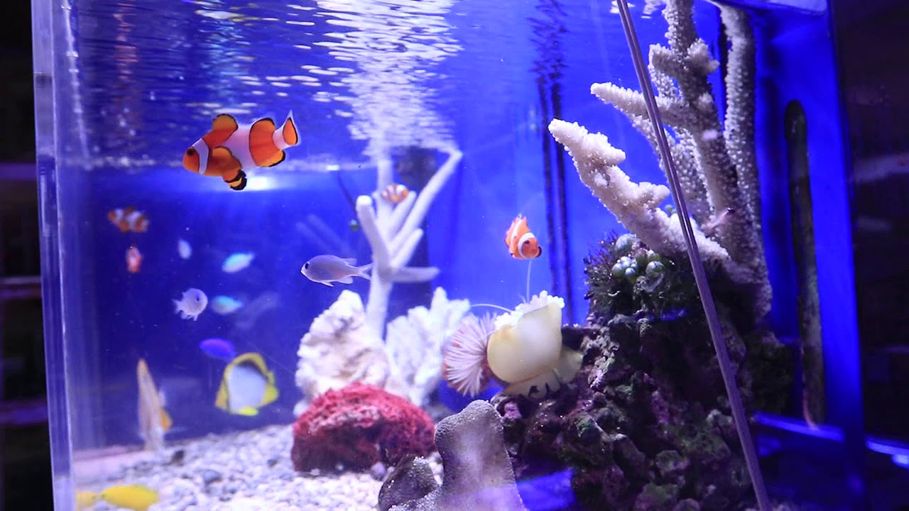 世界のとれたて海水魚(通信販売)の日海-web.com<日海センター