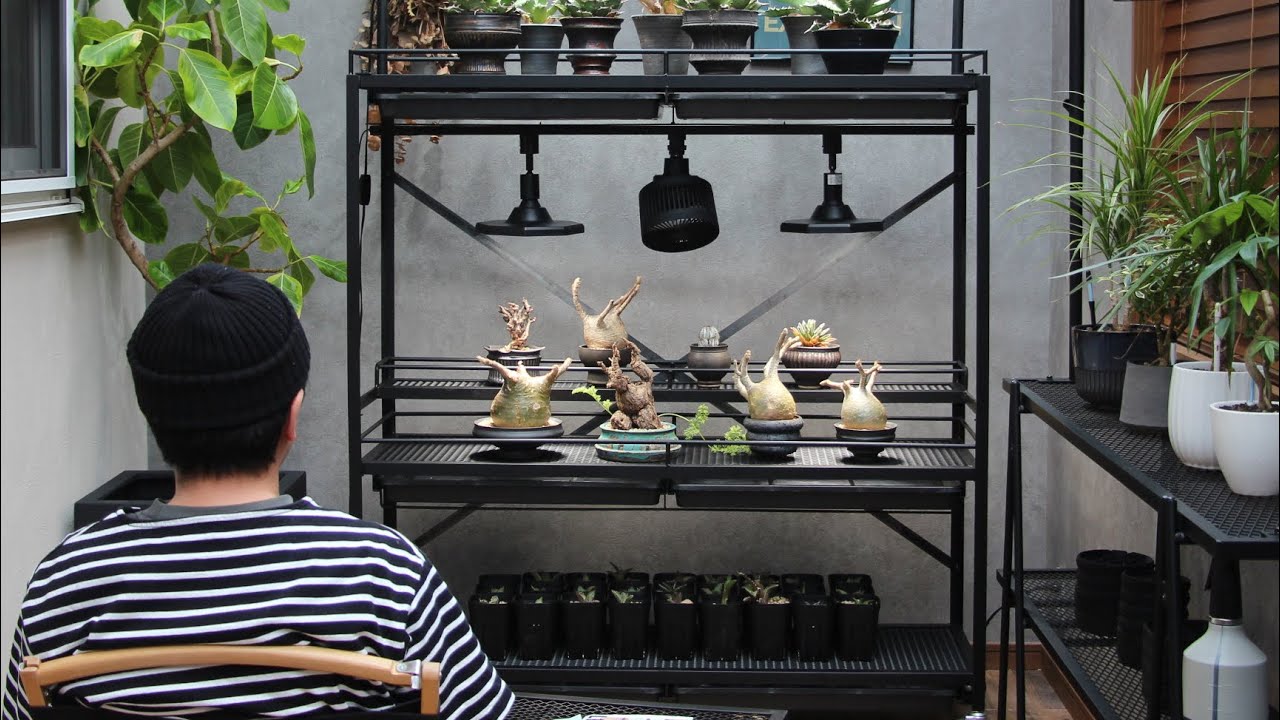 植物棚の決定版】アガベ・塊根植物を魅せて育てる！可動式水受けトレー