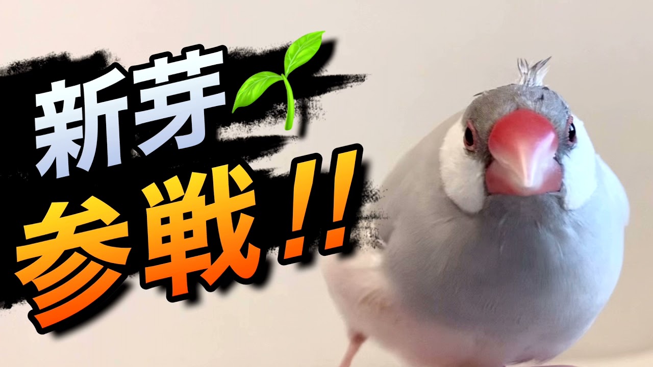 文鳥も全員参戦！！ - YouTube