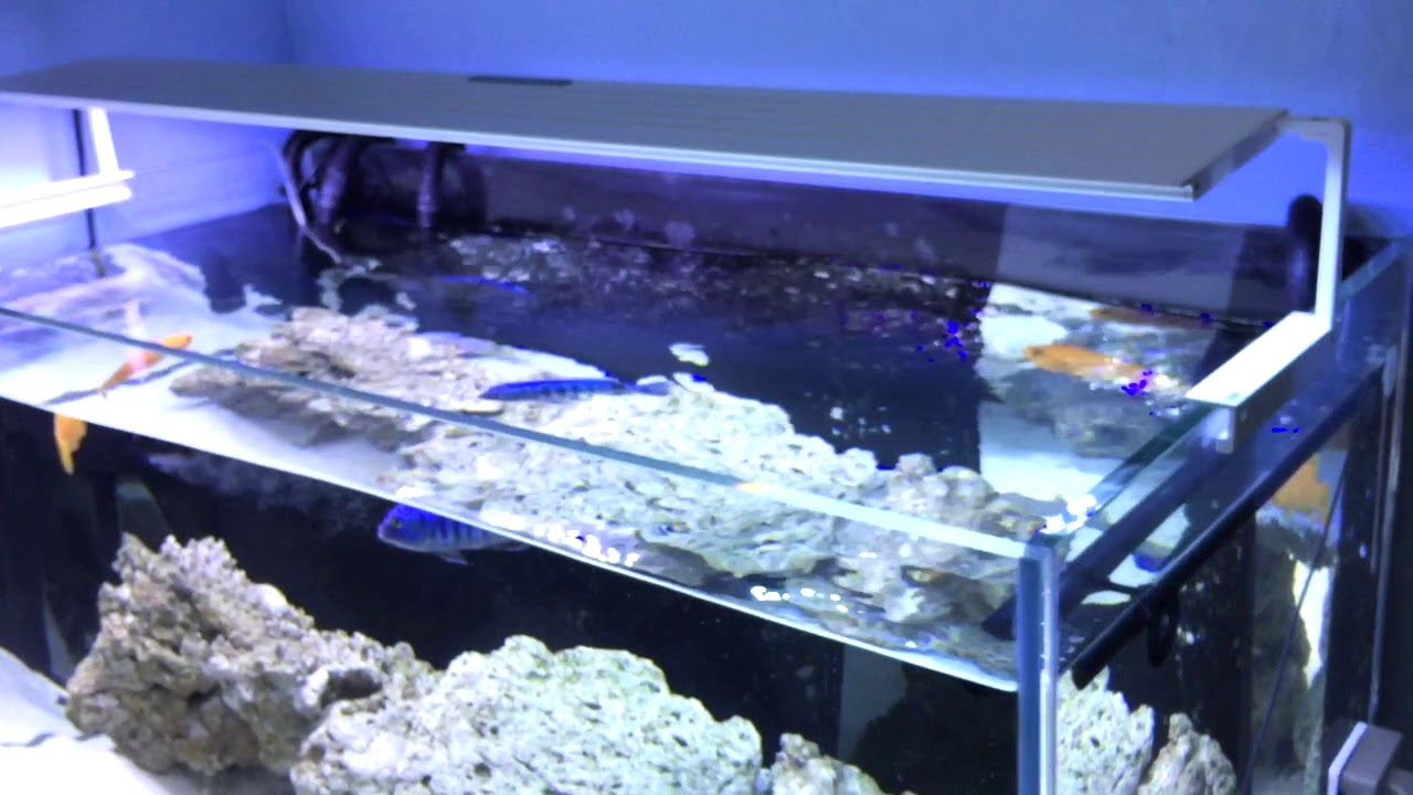 MicMol - Newest Aqua Air LED Aquarium Lighting - YouTube