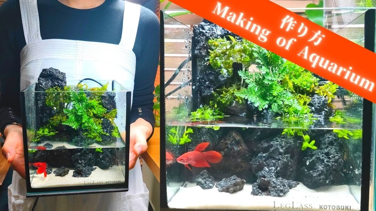 アクアテラリウム作り方#3】15cm小型水槽の渓谷アクアテラリウム - YouTube