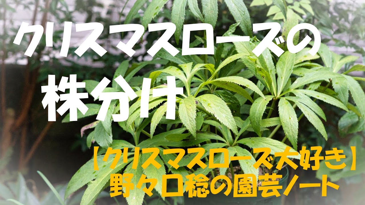 Dividing Christmas roses - YouTube