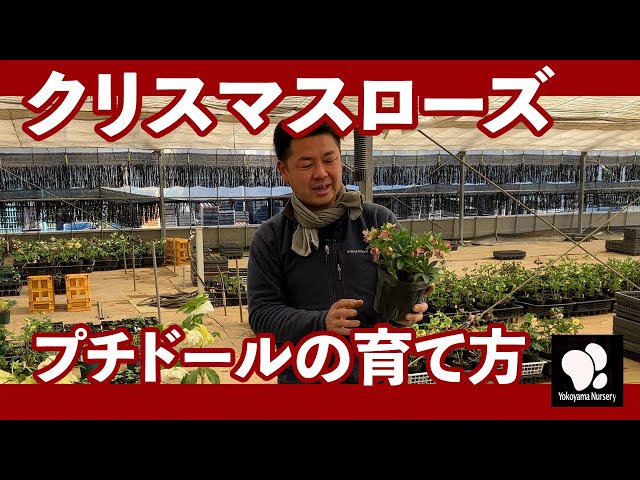 クリスマスローズ プチドールの育て方と特性について ◇横山園芸 公式